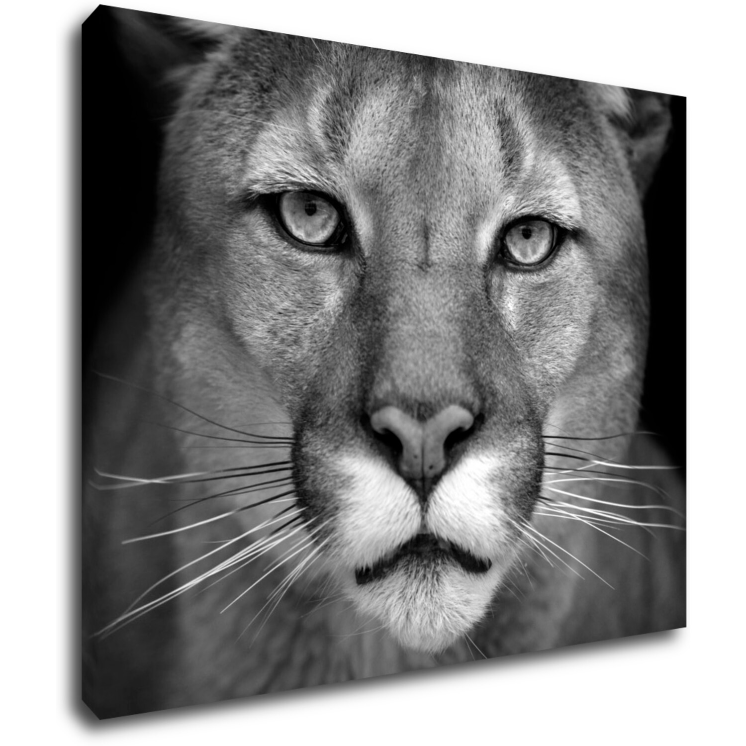 Bild Beast - 90 x 70 cm