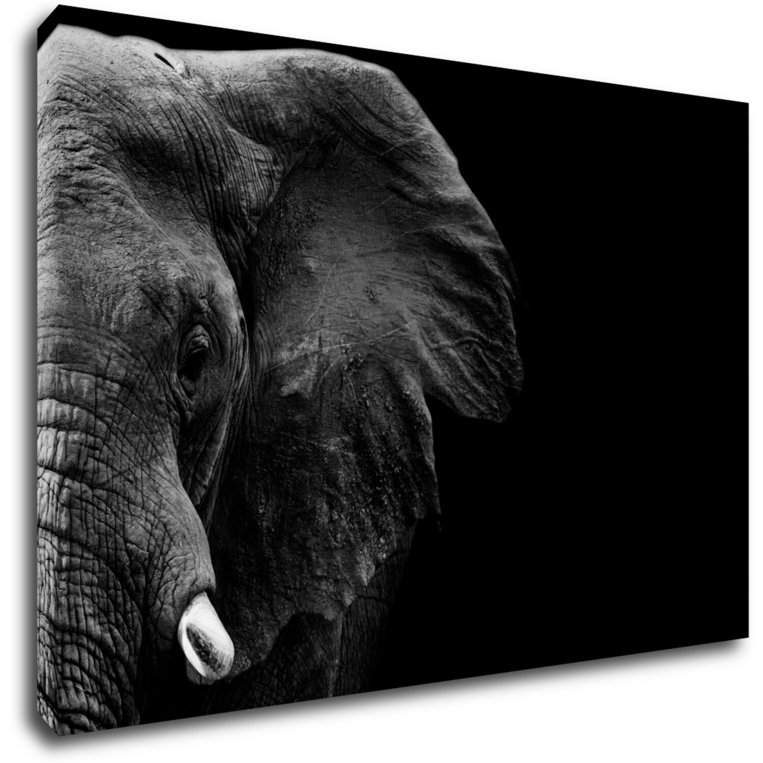 Bild Elephant black background - 60 x 40 cm