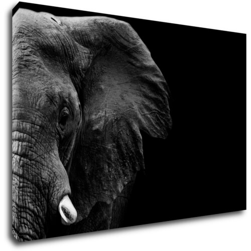 Bild Elephant black background - 60 x 40 cm