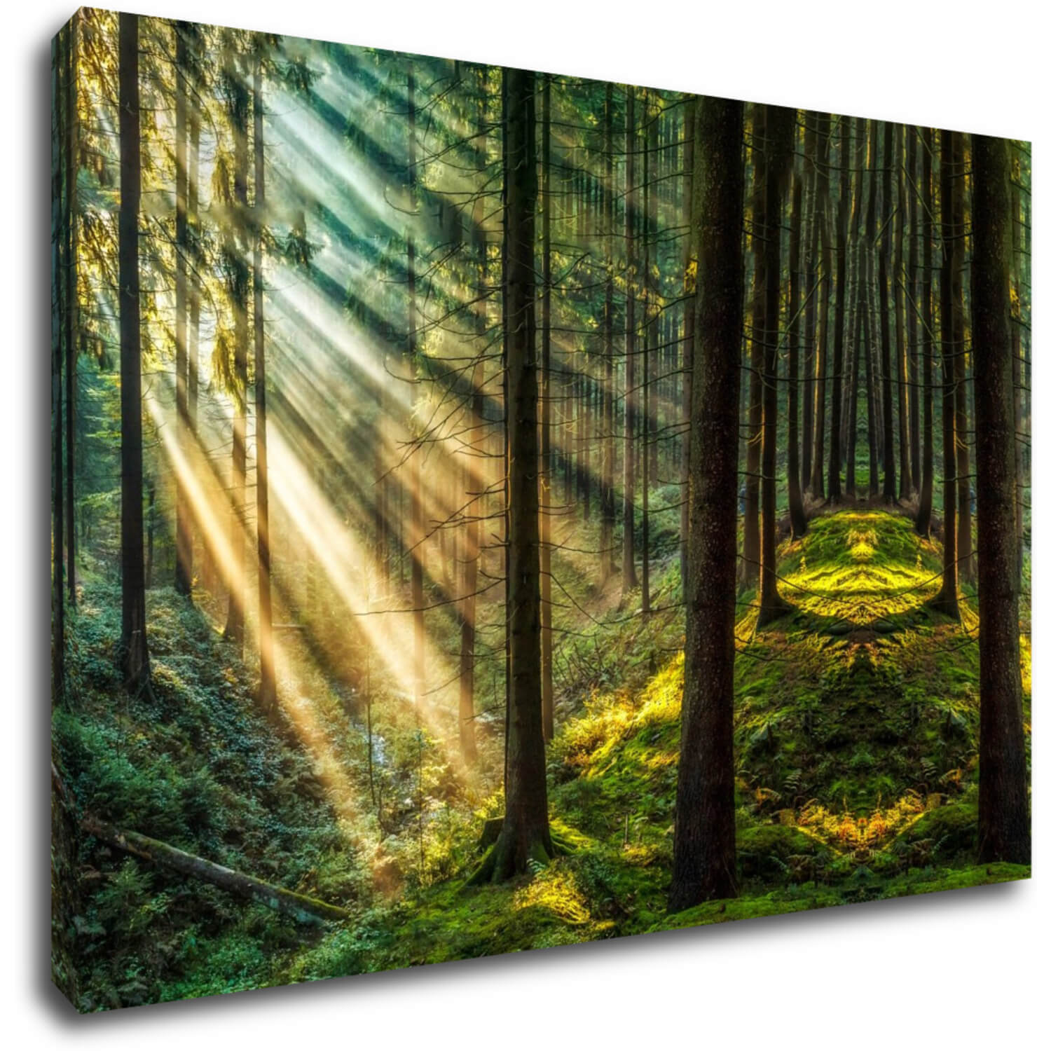 Bild Beautiful forest - 60 x 40 cm