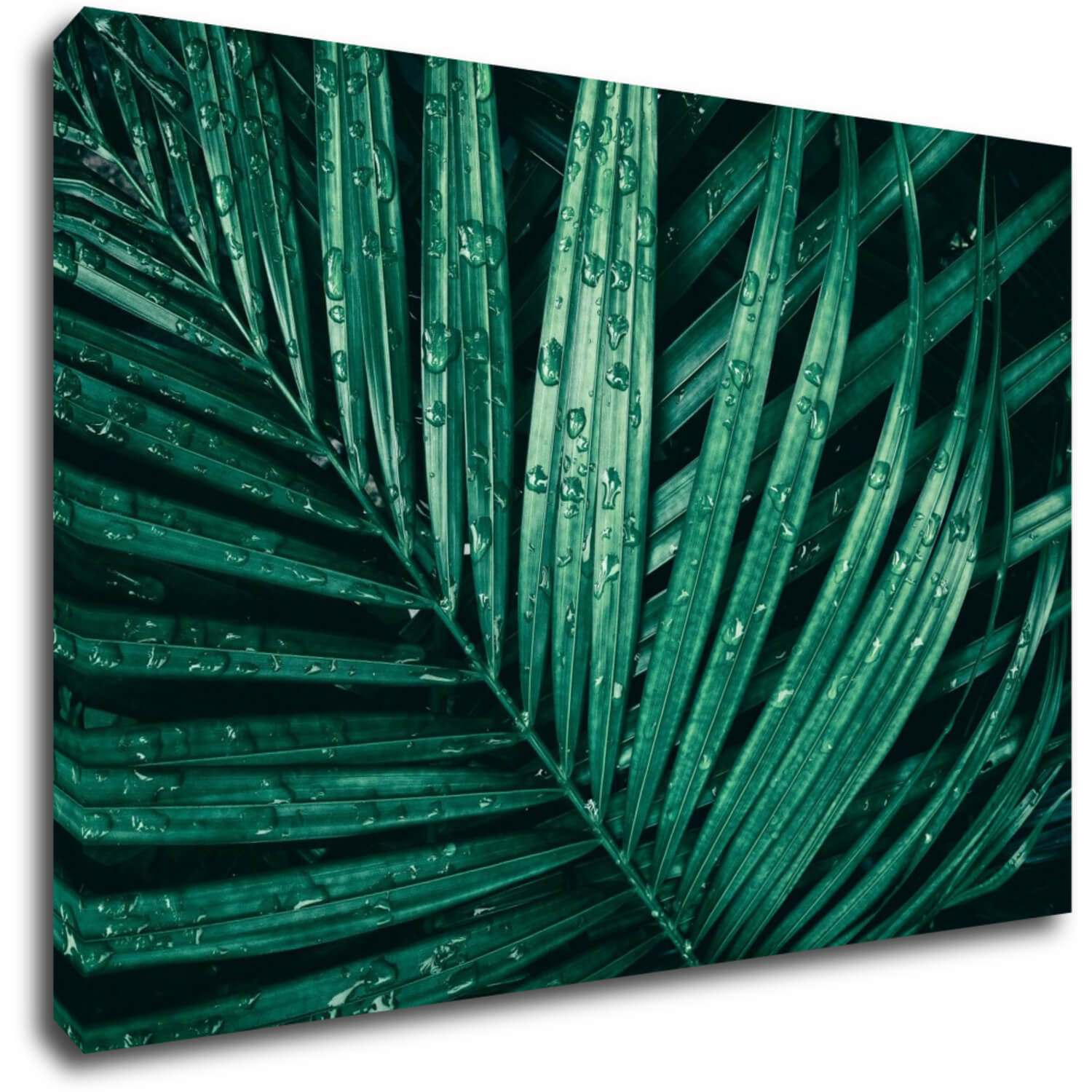 Bild Green leaf with drops of water - 90 x 60 cm