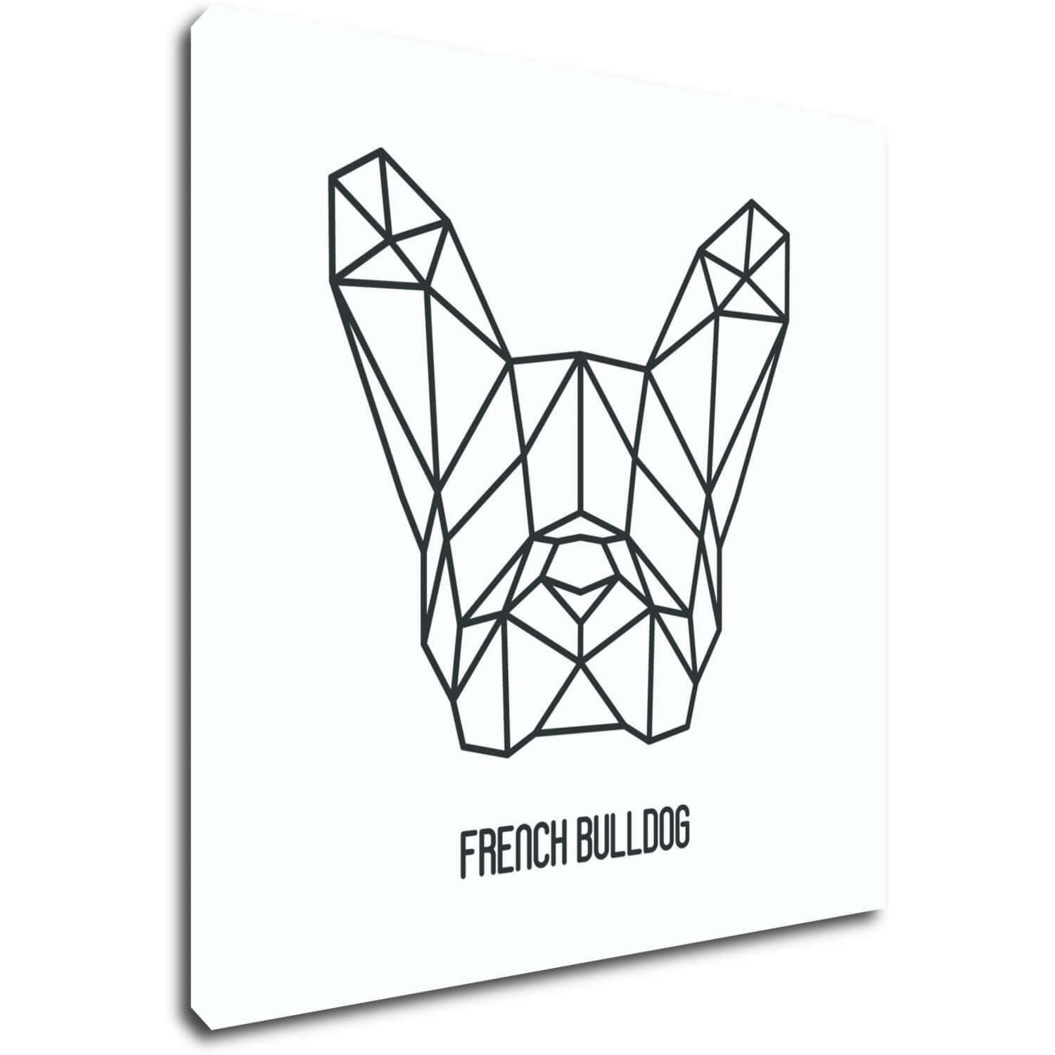 Bild French Bulldog White Background - 60 x 60 cm