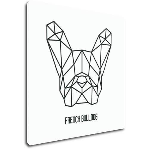 Bild French Bulldog White Background
