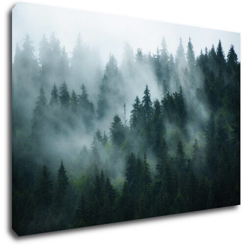 Bild Fogy forest