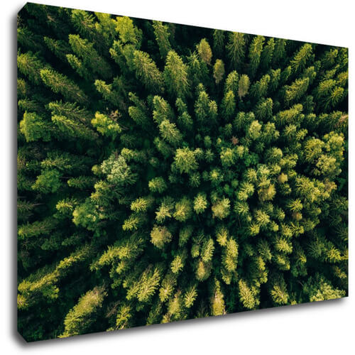 Bild Forest