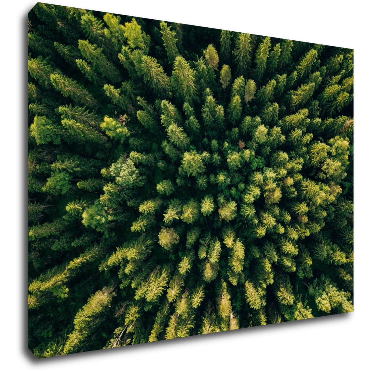 Bild Forest - 70 x 50 cm