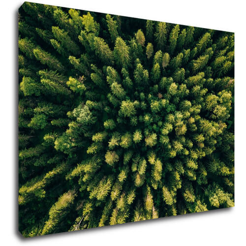 Bild Forest - 70 x 50 cm