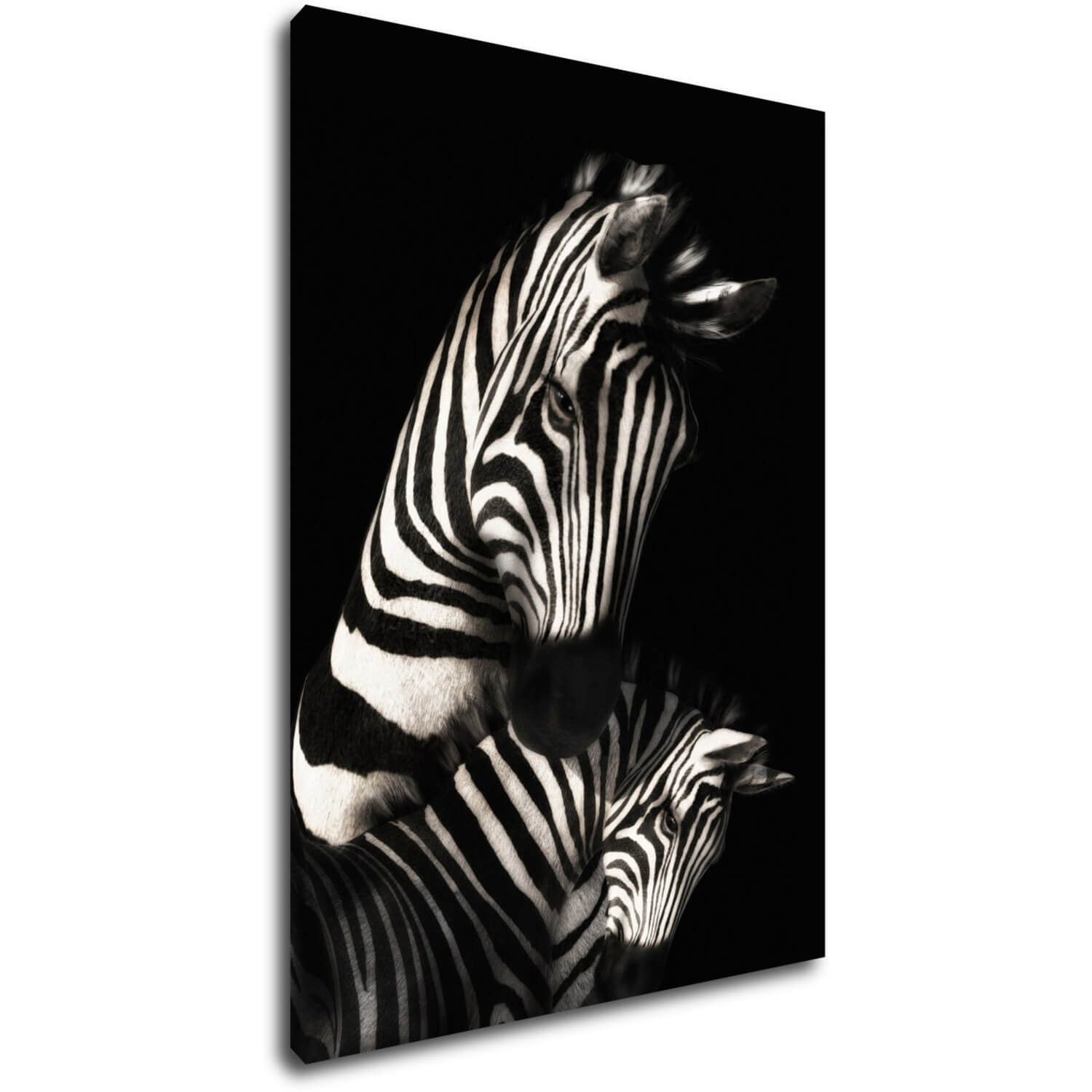 Bild Zebras black and white - 50 x 70 cm
