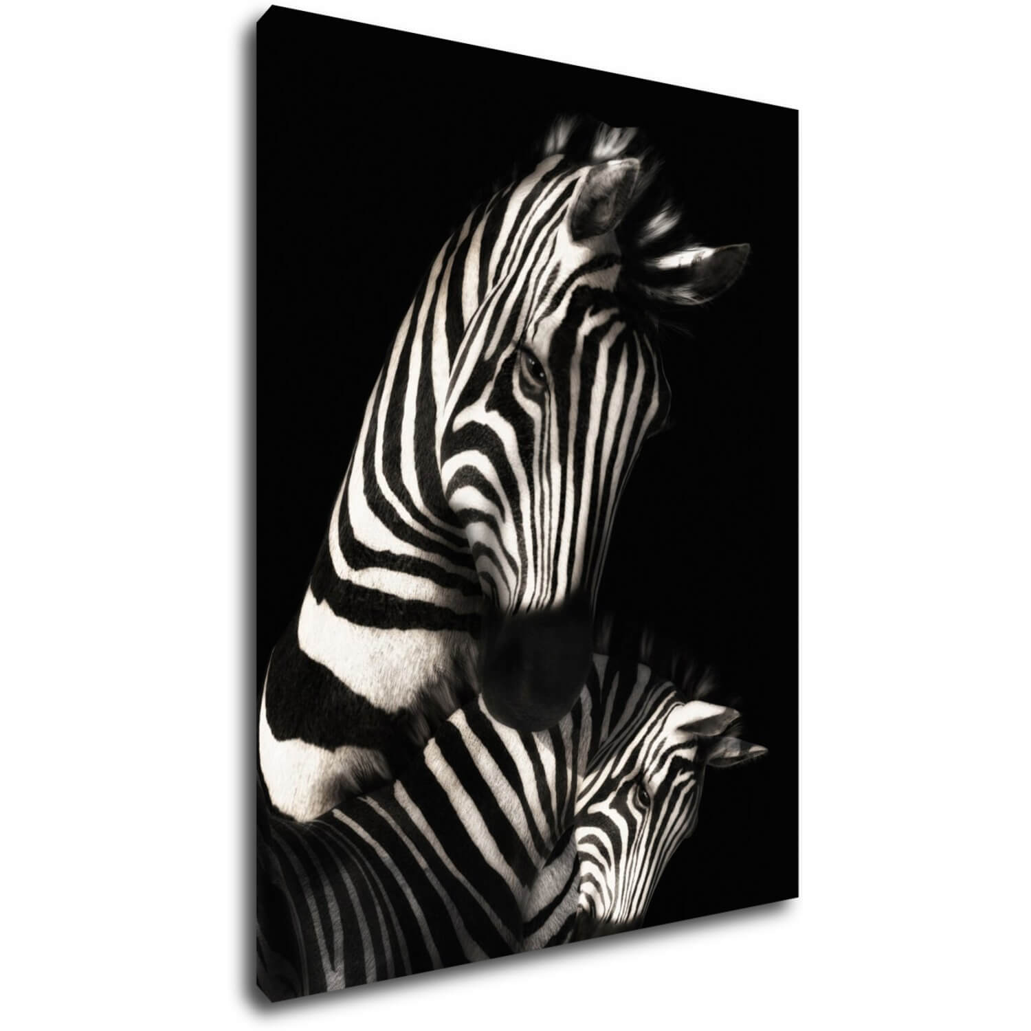Bild Zebras black and white - 70 x 90 cm