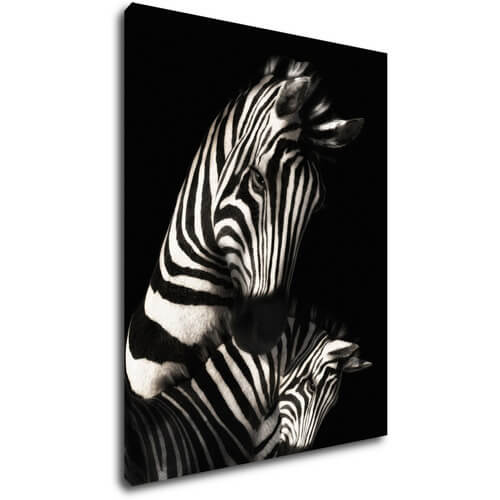 Bild Zebras black and white - 70 x 90 cm
