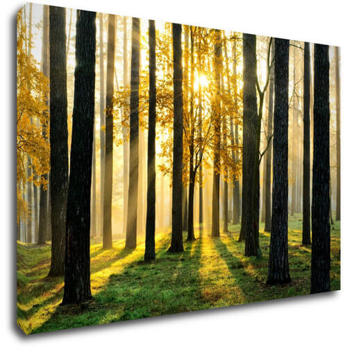 Bild Trees and sunshine
