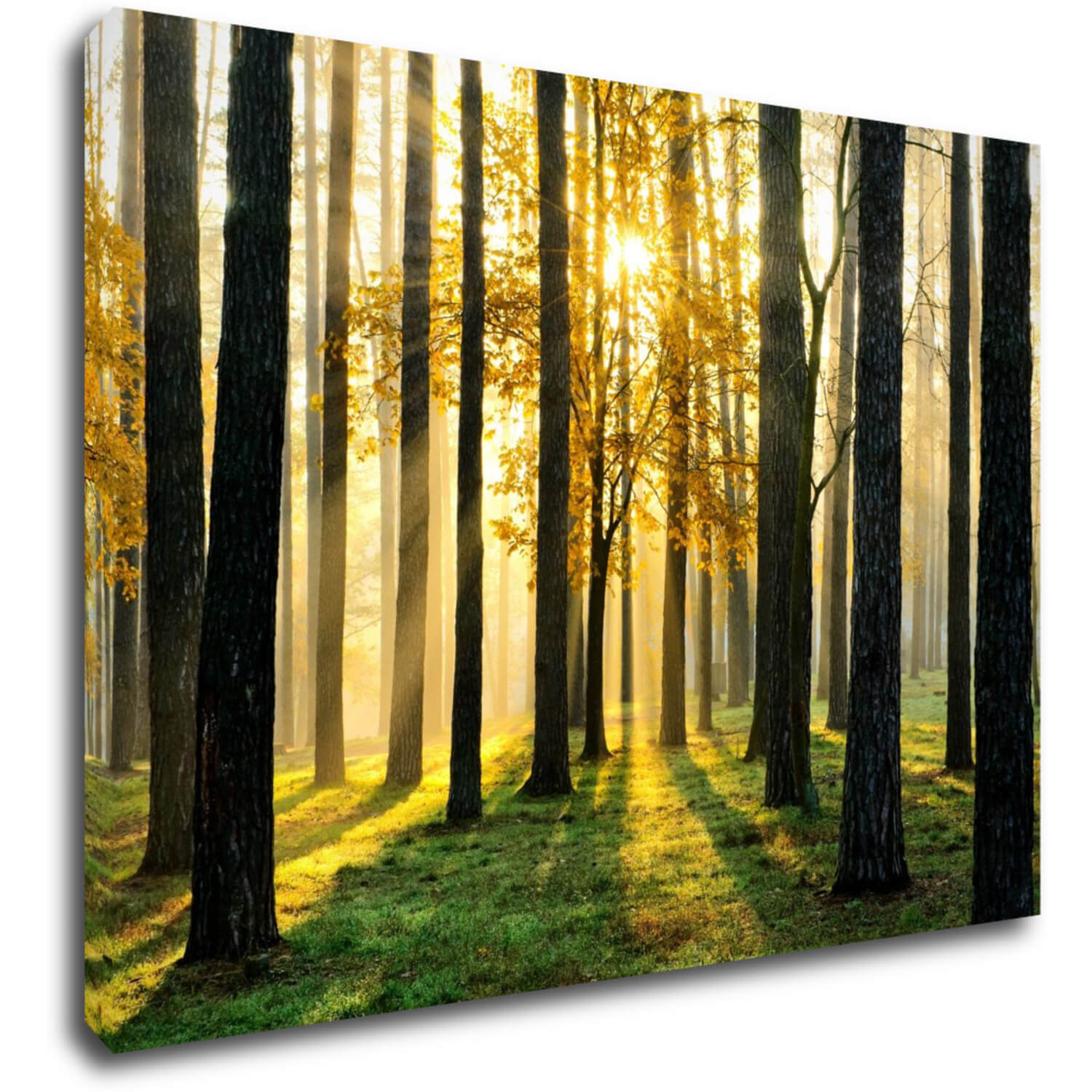 Bild Trees and sunshine - 70 x 50 cm