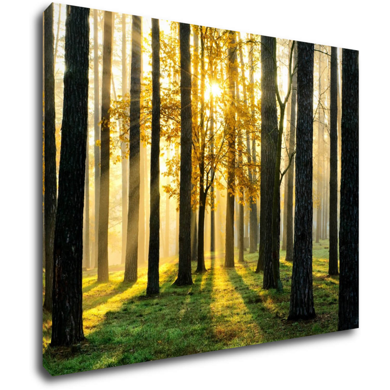 Bild Trees and sunshine - 90 x 70 cm